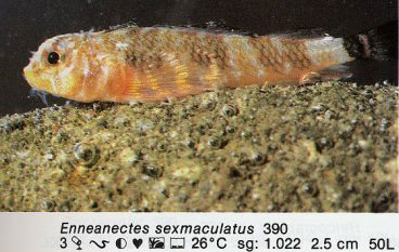 Enneanectes sexmaculatus